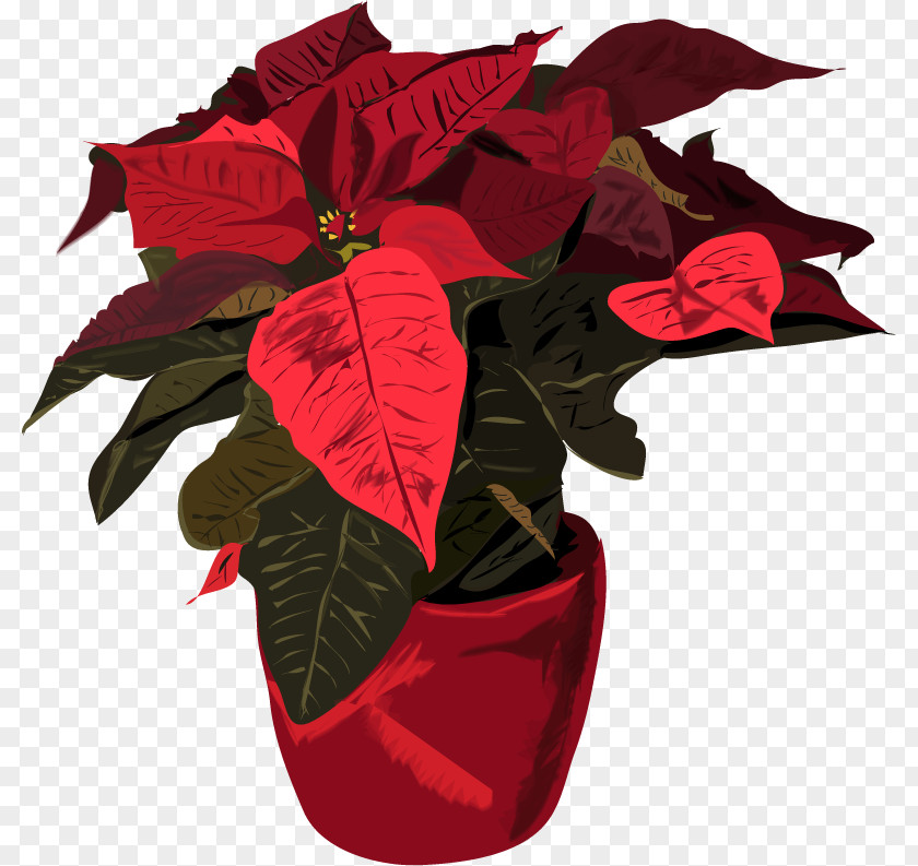 Ach Sign Poinsettia Spurges Christmas Tree Plants PNG