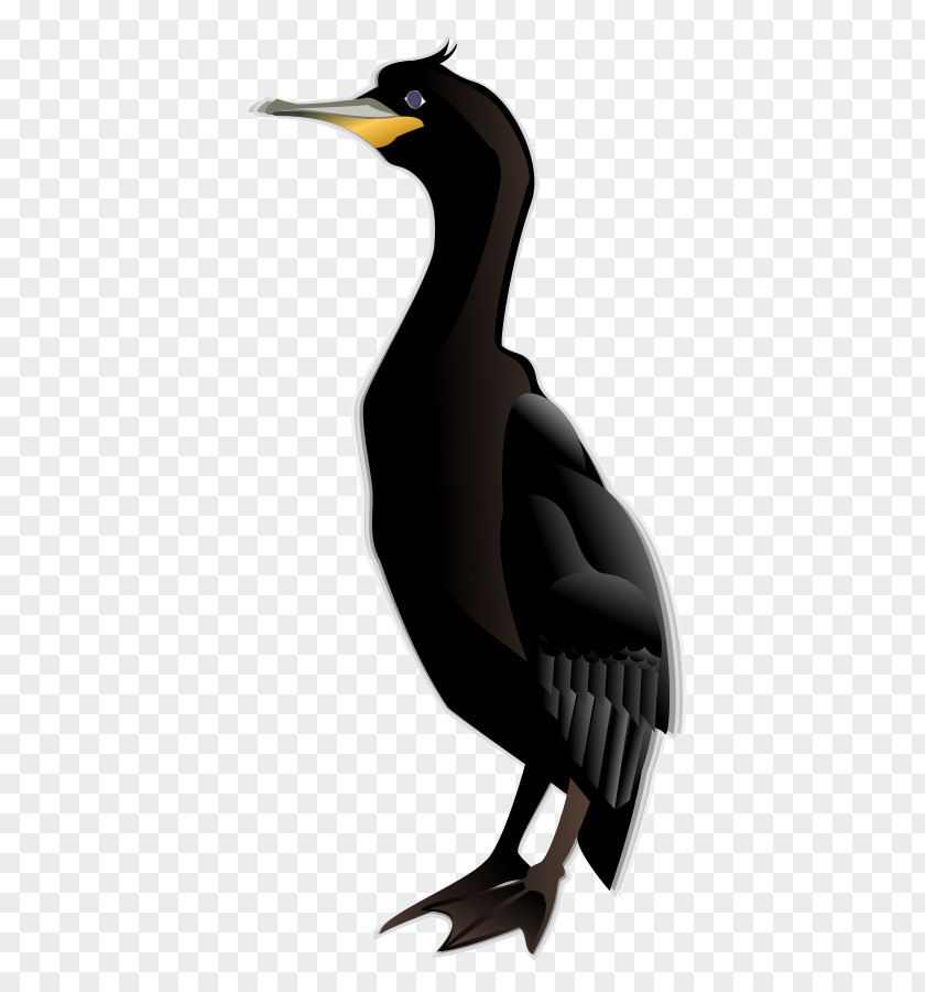 Bird Cormorant Penguin Clip Art PNG
