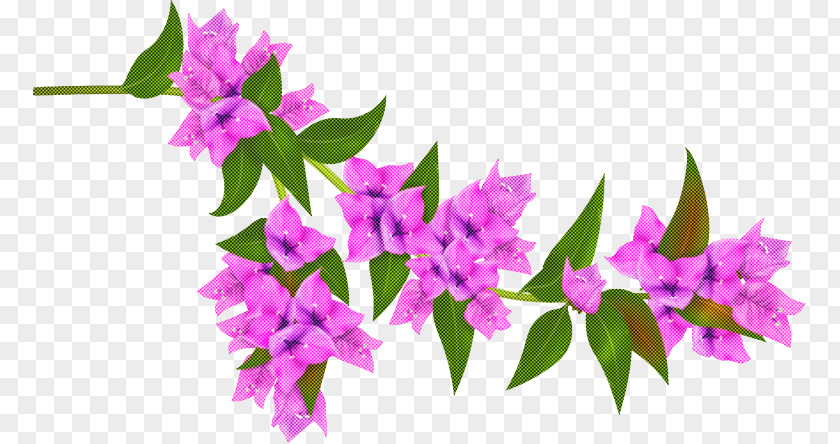 Flower Pink Plant Purple Bougainvillea PNG