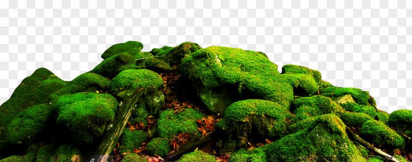 Moss And Stones Landscape Nature Stone PNG