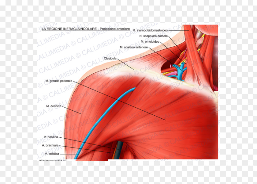 Sternocleidomastoid Muscle Shoulder Supraclavicular Fossa Infraclavicular Anatomy Brachial Plexus PNG