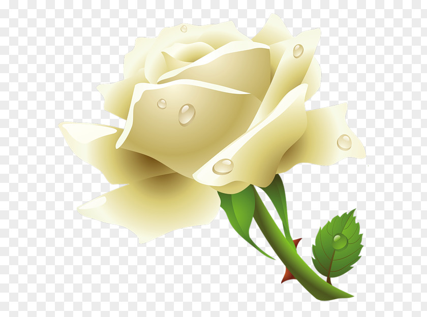 White Rose Image, Flower Picture The Of York Clip Art PNG