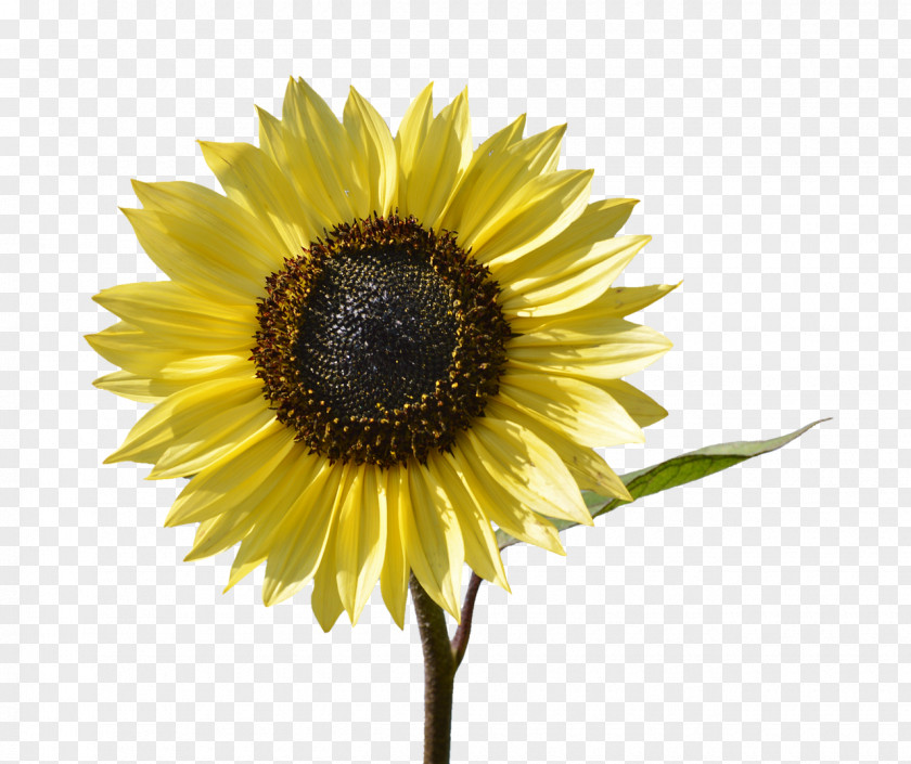 Flower Common Sunflower Yellow Pixel Download PNG