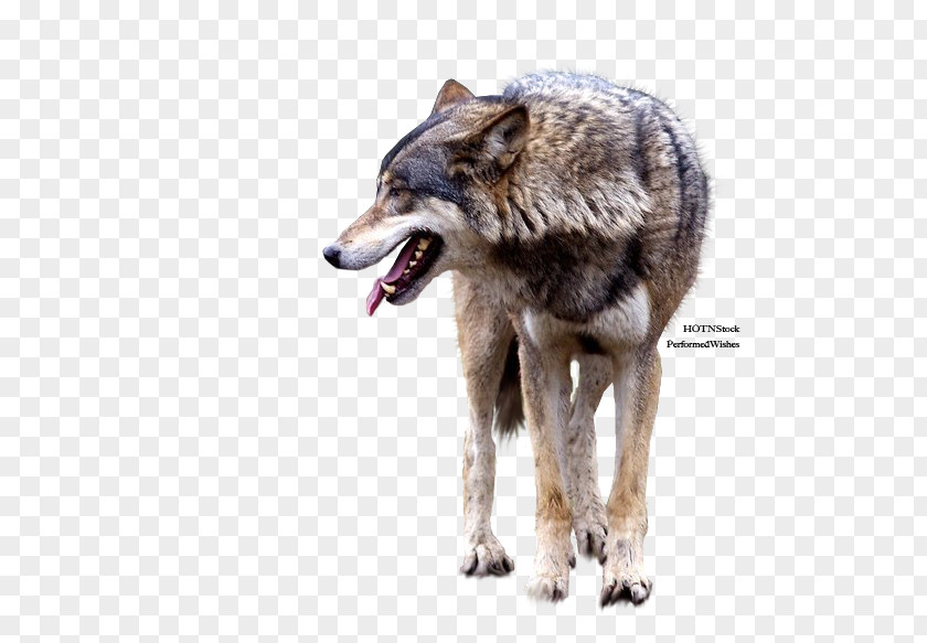 Fox Gray Wolf Coyote Clip Art PNG
