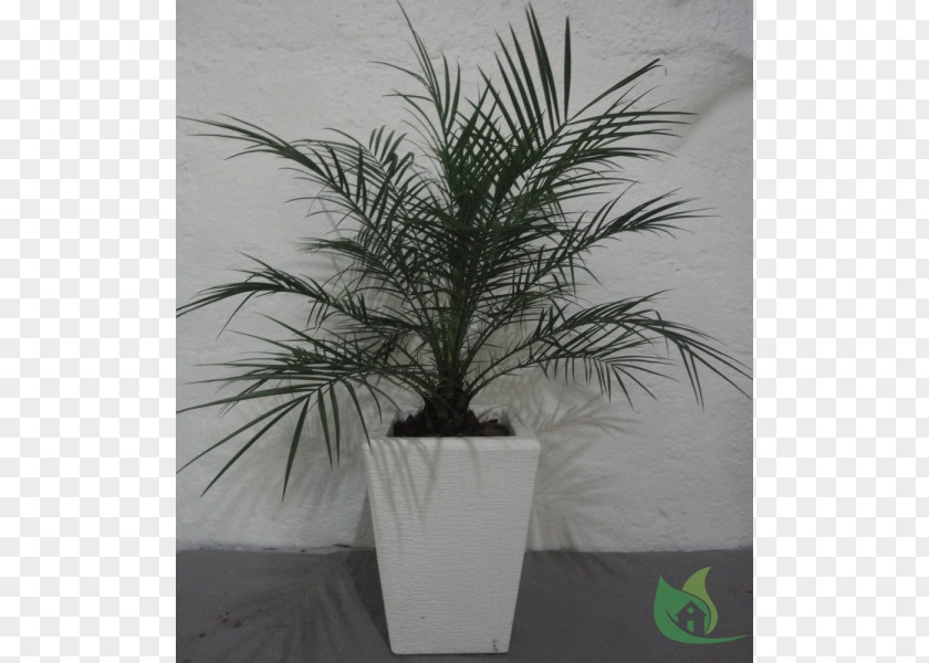 Garden Center Date Palm Flowerpot Houseplant Trees PNG