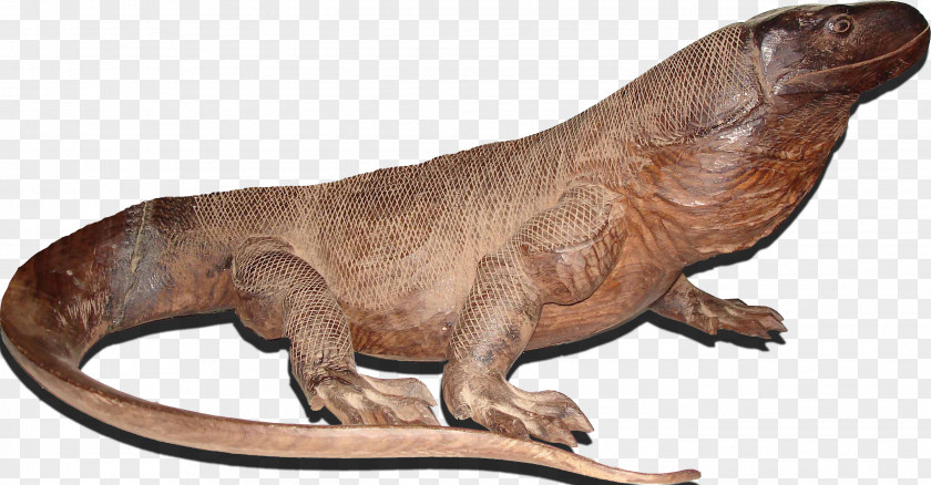 Lizard Komodo Dragon Central Bearded PNG