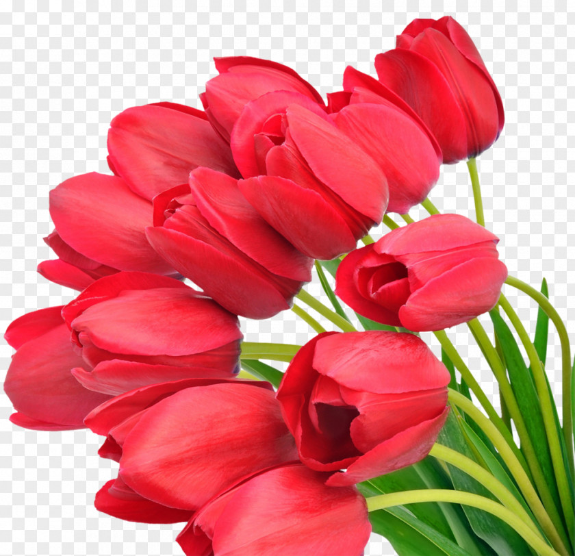 Tulips Flower Bouquet Mother's Day Tulip Desktop Wallpaper PNG