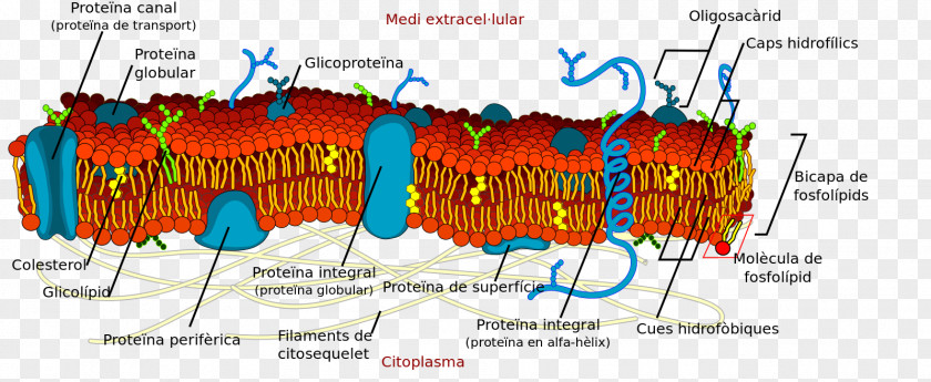 Eggshell And Protein Membrane Separation Lipid Bilayer Cell Biological Phospholipid PNG