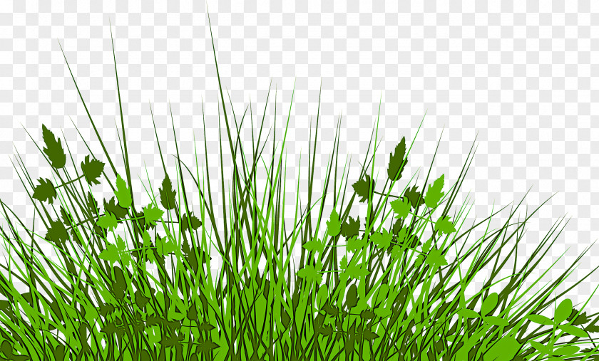 Grass Plant Green Vegetation Family PNG