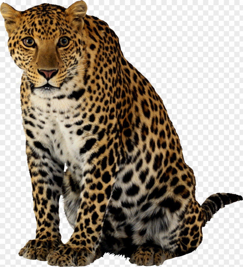 Jaguar Felidae Cheetah Clip Art PNG