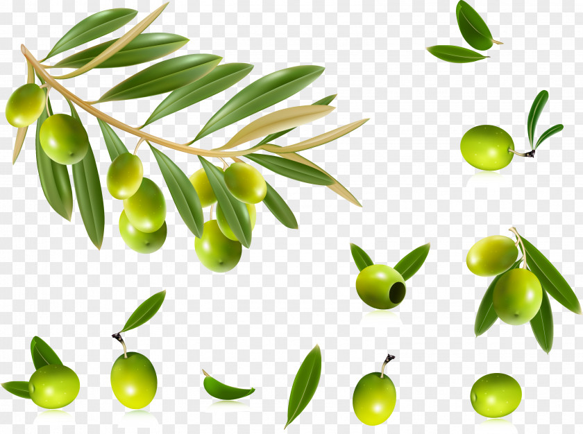 Olives Olive Oil Leaf Clip Art PNG