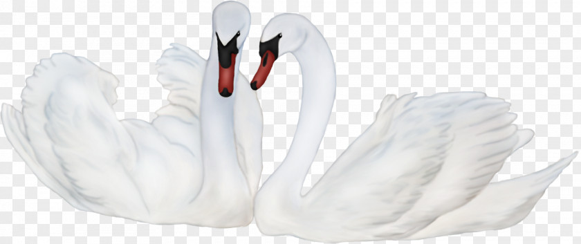 Swan Mute Bird 3D Computer Graphics PNG
