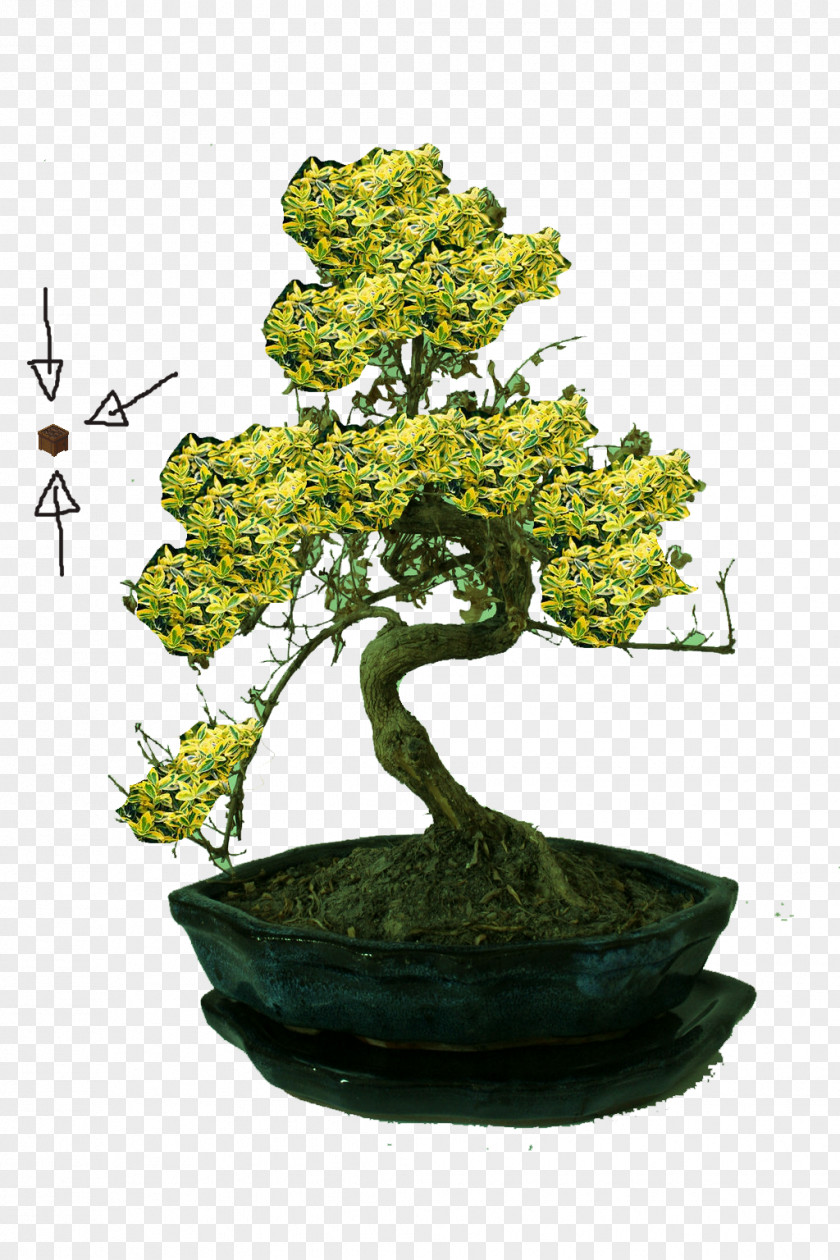 BONSAI TREE Chinese Sweet Plum Iron Age Explorer 1 Tree PNG