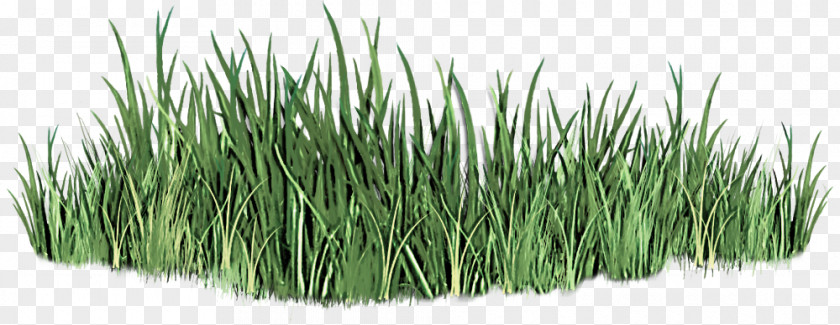 Fodder Herb Grass Plant Family Lawn Flowering PNG