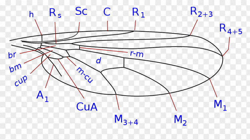 Insect Long-legged Flies Wing Microphorinae Parathalassiinae PNG