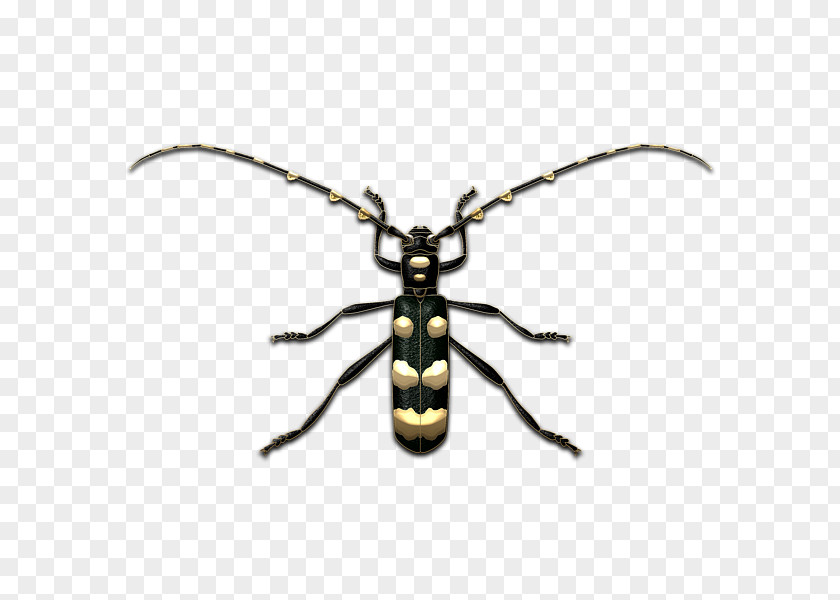 Longhorn Beetle Weevil Pollinator Insect PNG