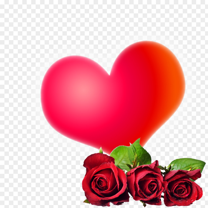 Love Aestheticism Material Rose Flower High-definition Video 1080p Wallpaper PNG