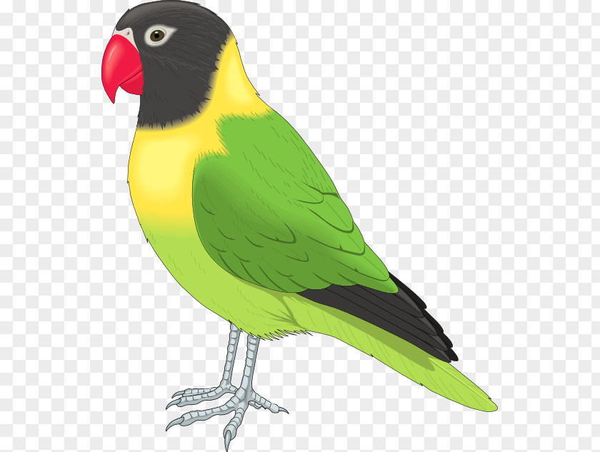 Love Bird Clipart Lovebird Parrot Clip Art PNG
