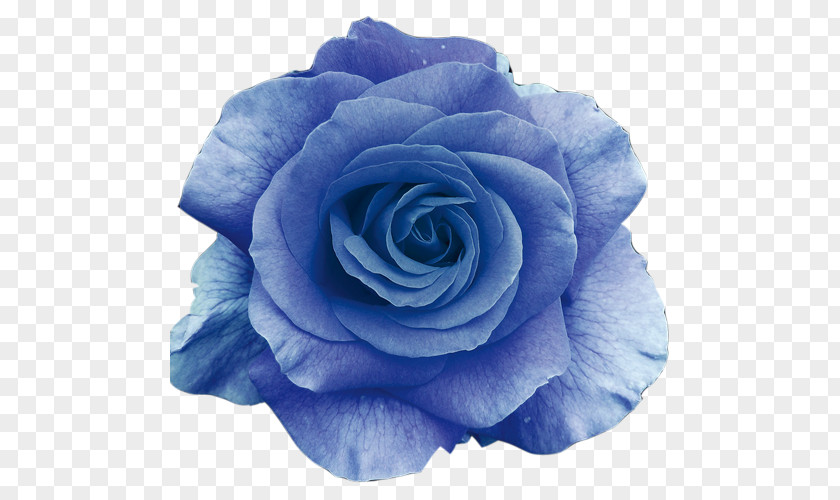 Rose Flower Bouquet Blue Wallpaper PNG