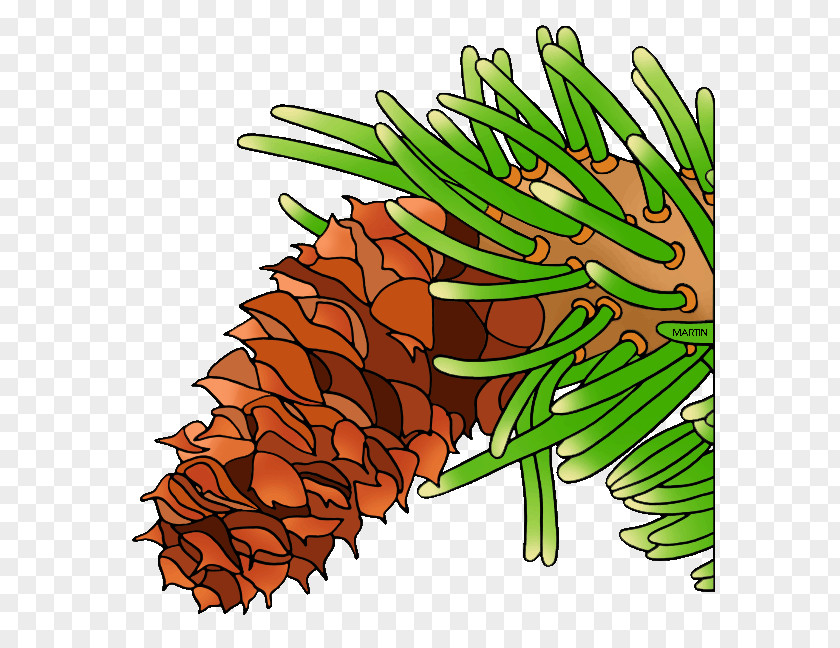 Tree Bristlecone Pine Conifer Cone Clip Art PNG