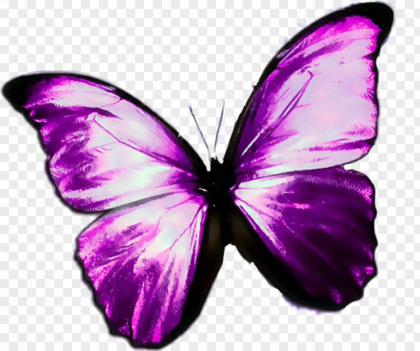 Violeta Sign Butterfly Purple Heart Red Mouse Mats PNG