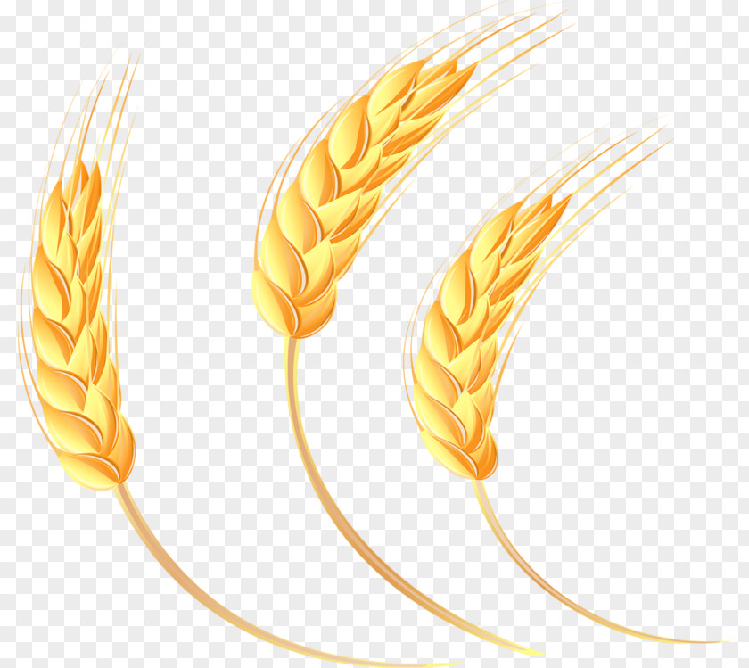 Yellow Wheat Cartoon Oat PNG