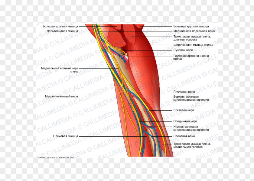 Arm Nerve Augšdelms Human Anatomy Muscle PNG