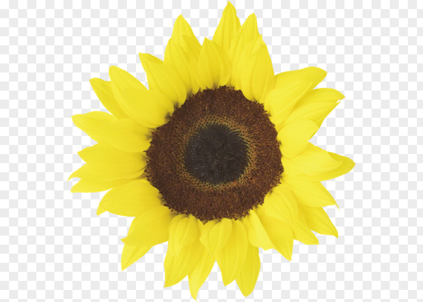 Common Sunflower Desktop Wallpaper Red Clip Art PNG