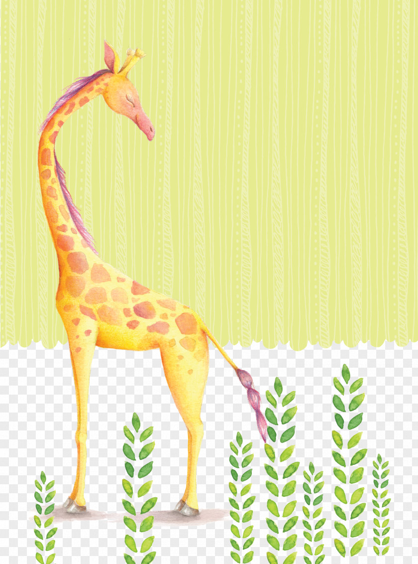 Giraffe Reticulated Northern Drawing Wallpaper PNG