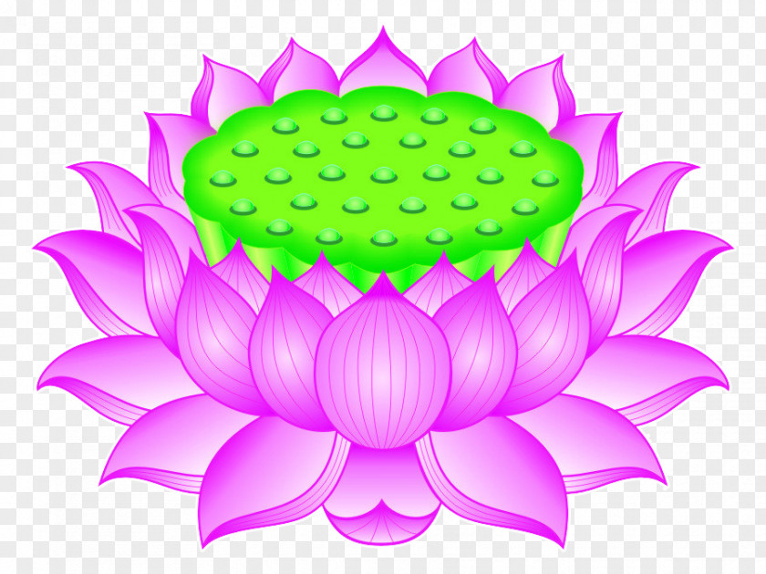 Lotus Creative Nelumbo Nucifera Guanyin Buddhahood PNG