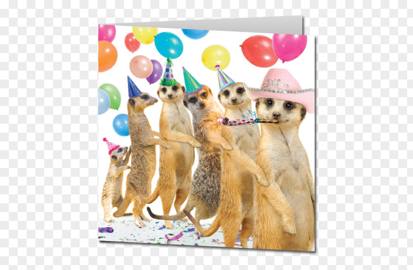 Birthday Cake Greeting Card Meerkat Wedding Invitation & Note Cards PNG