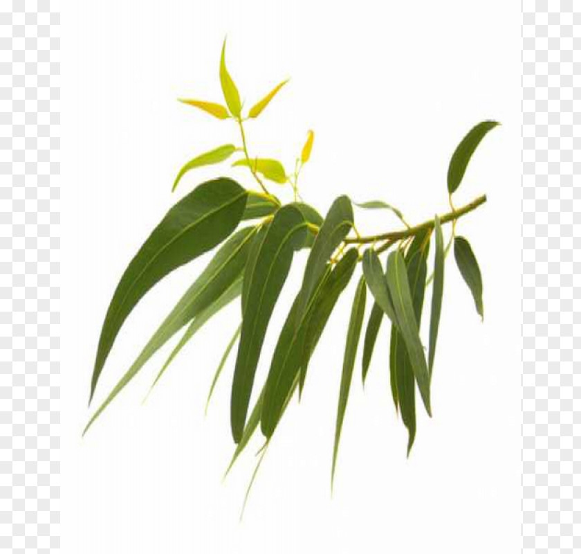 Eucalyptus Globulus Essential Oil Plant Menthol PNG