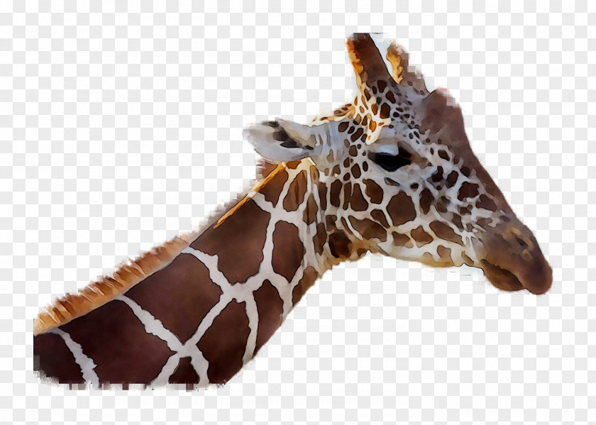 Giraffe Neck Fauna Terrestrial Animal Snout PNG