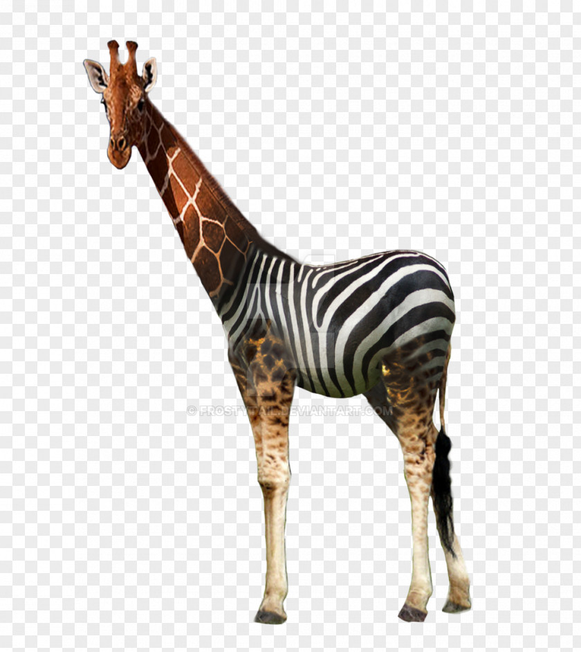 Giraffe Quagga Horse Mammal Animal PNG