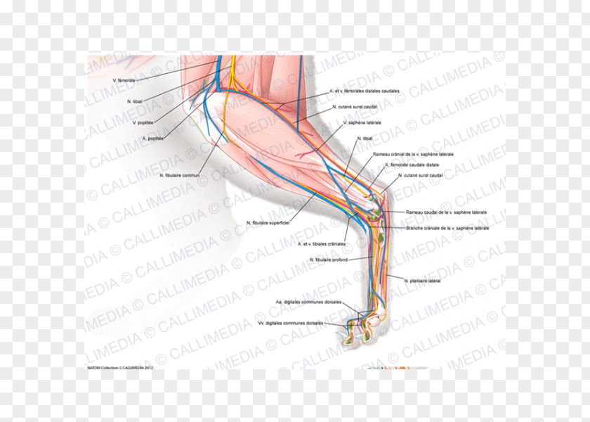 Hand Muscle Nerve Knee Anatomy PNG
