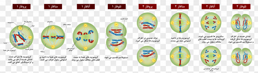Persian Meiosis Mitosis Cell Prophase Chromosome PNG
