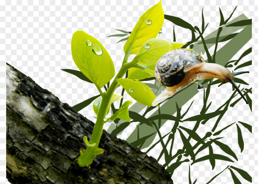 Snails And Plants Orthogastropoda Elements, Hong Kong PNG