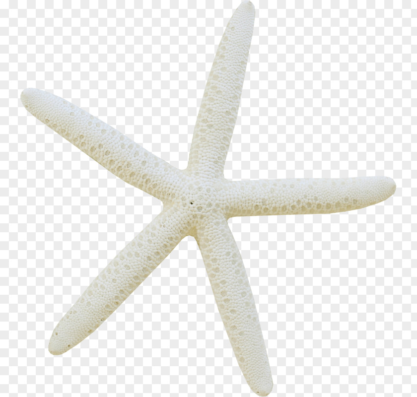 Starfish Echinoderm Clip Art PNG
