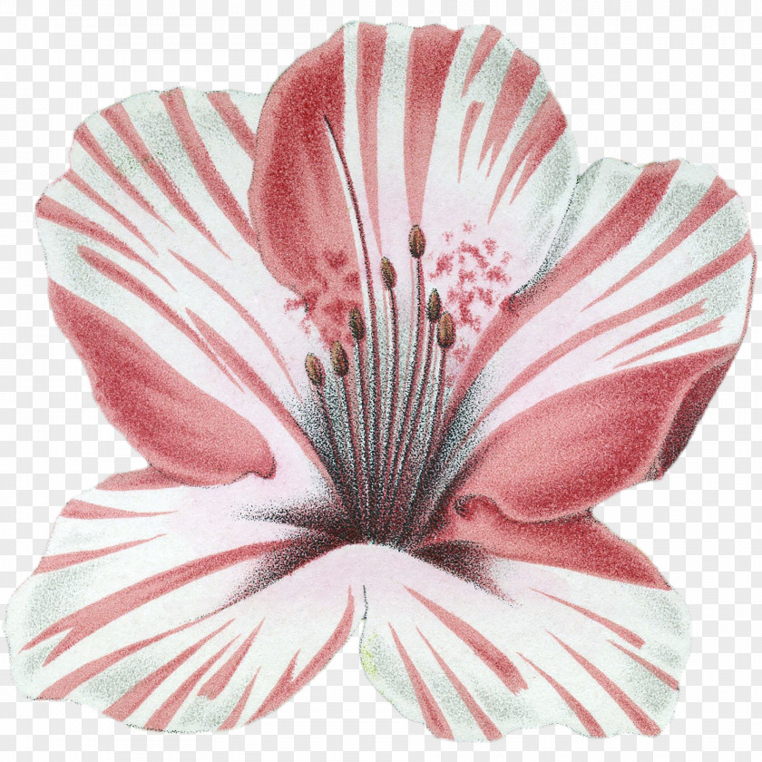Azalea Button Cut Flowers PNG