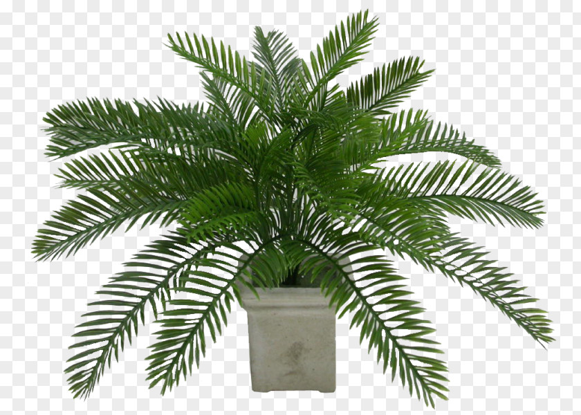 Coconut Oil Palms Date Palm Flowerpot Arecaceae PNG