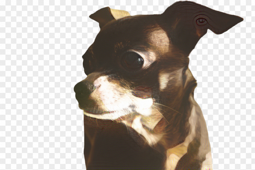 Fawn Staffordshire Bull Terrier Cute Dog PNG