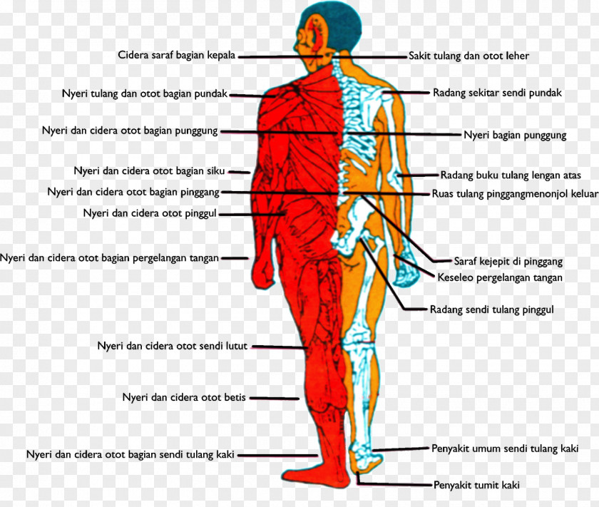 Line Homo Sapiens Muscle Human Behavior Point PNG