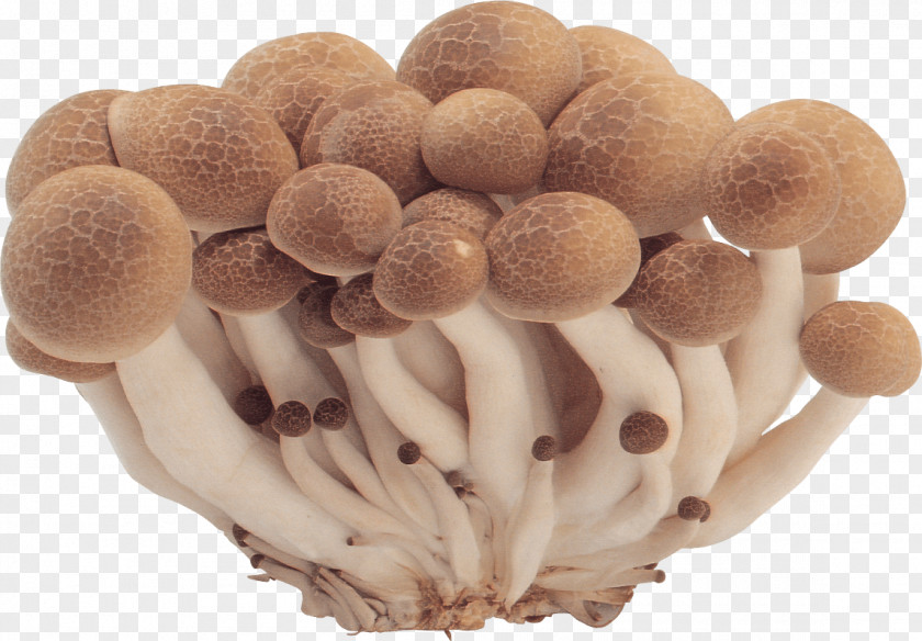 Mushrooms Image Mushroom File Formats PNG