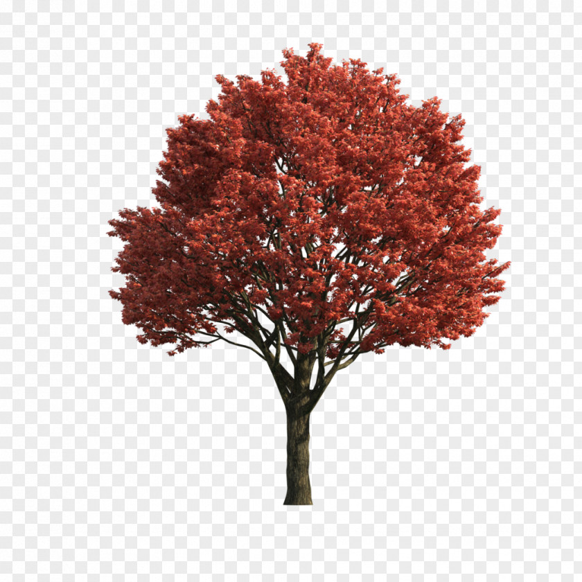 Tree Japanese Maple Acer Japonicum Red Sugar PNG