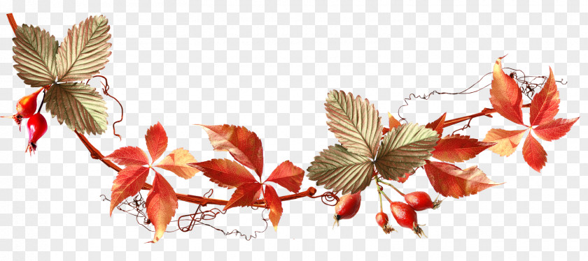 Acorn Autumn Auglis Clip Art PNG