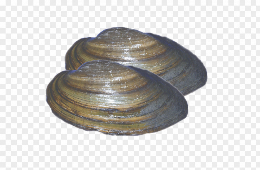 Clams Clam Cockle Macoma Mussel Veneroida PNG