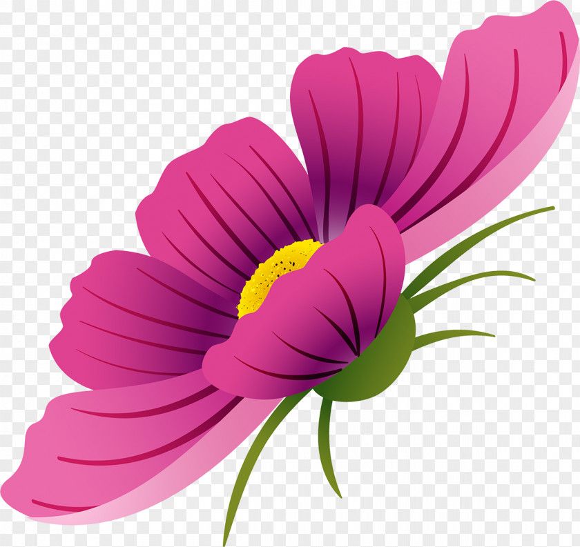 Cosmos Flower Drawing Watercolor Painting PNG