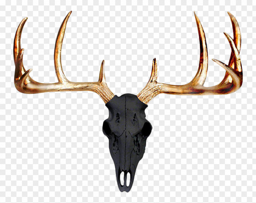 Deer Mule Antler Wall Skull PNG