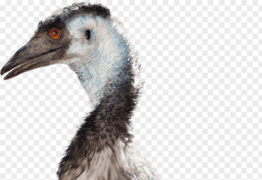 Flightless Bird Common Ostrich National Zoo & Aquarium Emu War PNG