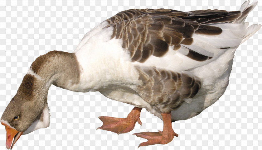 Goose Image Duck PNG